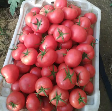 粉西(xī)紅(hóng)柿